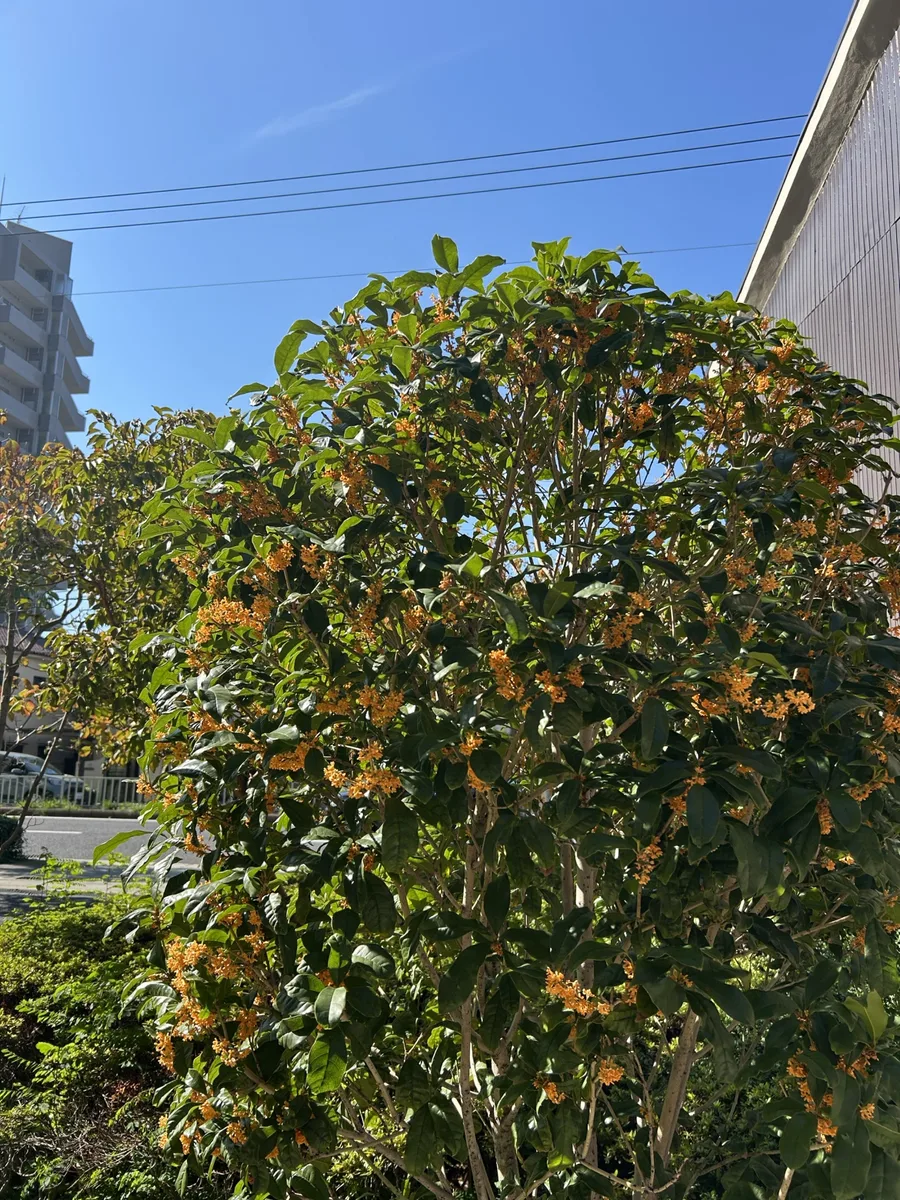 青空の下、オレンジ色の小さな花をたくさんつけた金木犀
